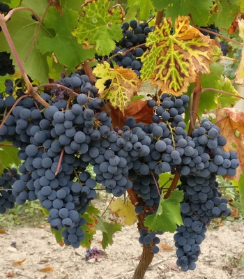 Degustar los vinos del Loira.