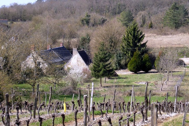 The vineyards in the hillside of the Loire Valley