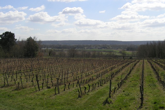 Hiking in the vineyards in Indre and Loire