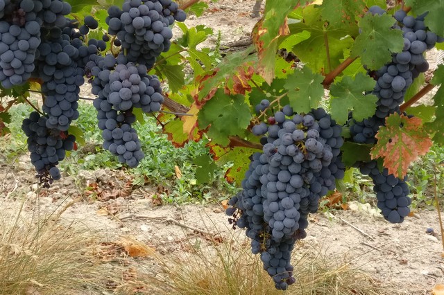 The vineyard of Val de Loire